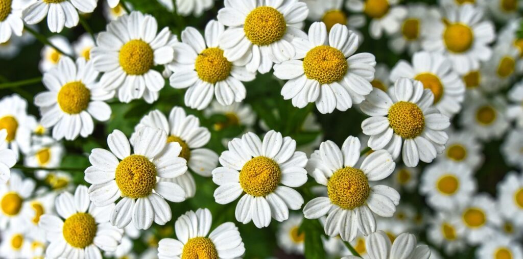 La manzanilla se utiliza principalmente con fines medicinales y terapéuticos, siendo su flor la más consumida.