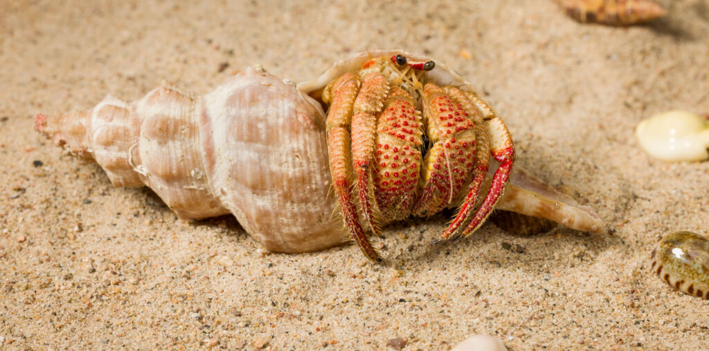 Meet Strawberry Claws—a new species of hermit crab