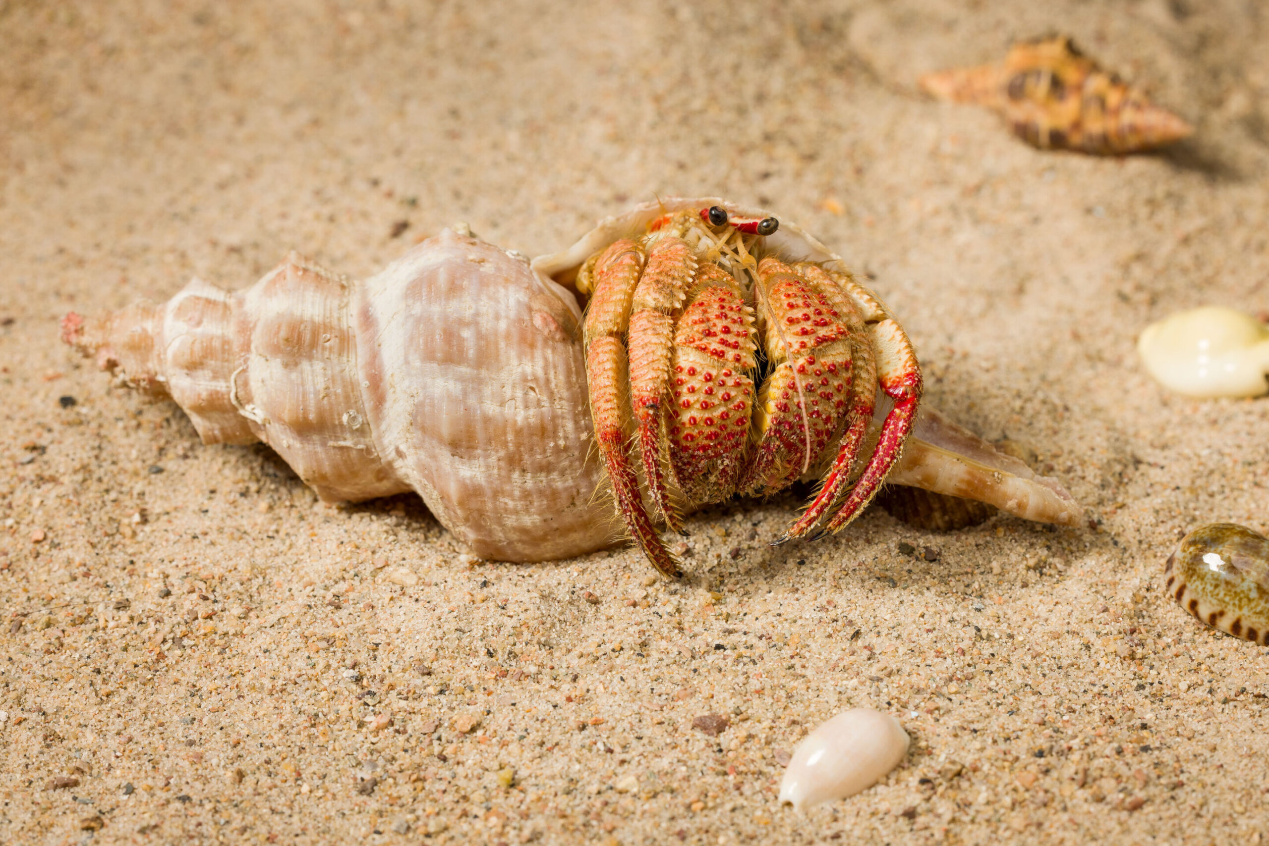 Meet Strawberry Claws—a new species of hermit crab