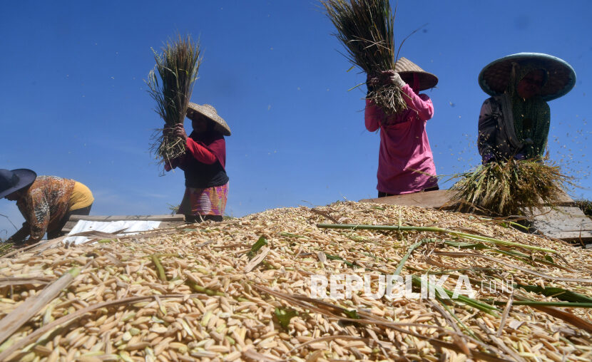 Sejumlah petani merontokkan bulir padi organik di Agro Eduwisata Organik (Aewo) Mulyaharja, Kota Bogor, Jawa Barat, Kamis (14/12/2023).