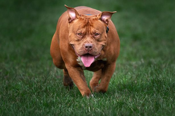 Minister was asked to consider making ban on XL Bully dogs 'temporary'