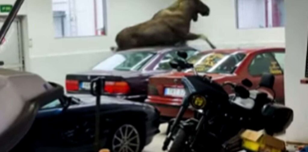 Moose On The Loose Damages Two BMW 8 Series E31s: Video