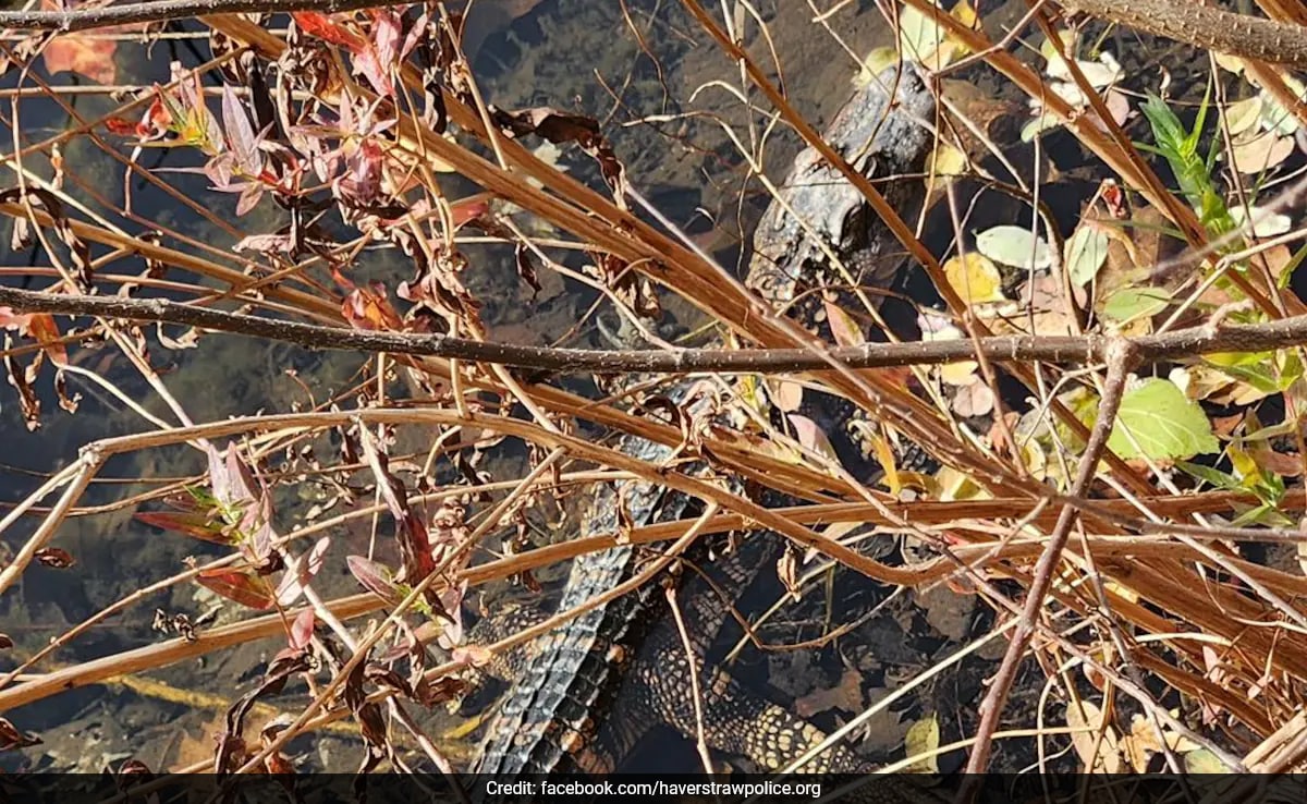 Mystery Surrounds Alligator Found In Suburban New York Waterway