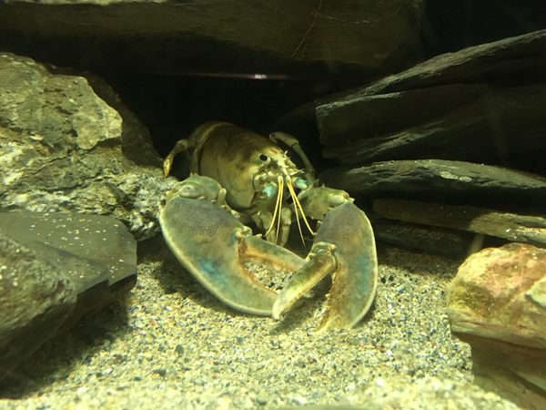 National Lobster Hatchery