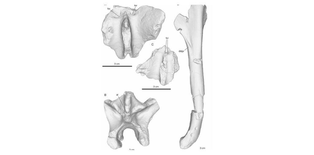 Advanced 3D Fossil Scans Provide Clues to the Origins of Bipedalism in Human Evolution