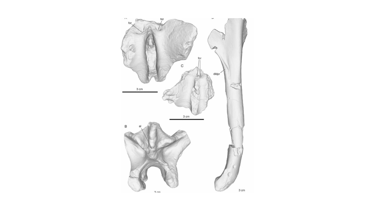 New 3D Fossil Scans Reveal When Humans Started Walking on Two Feet