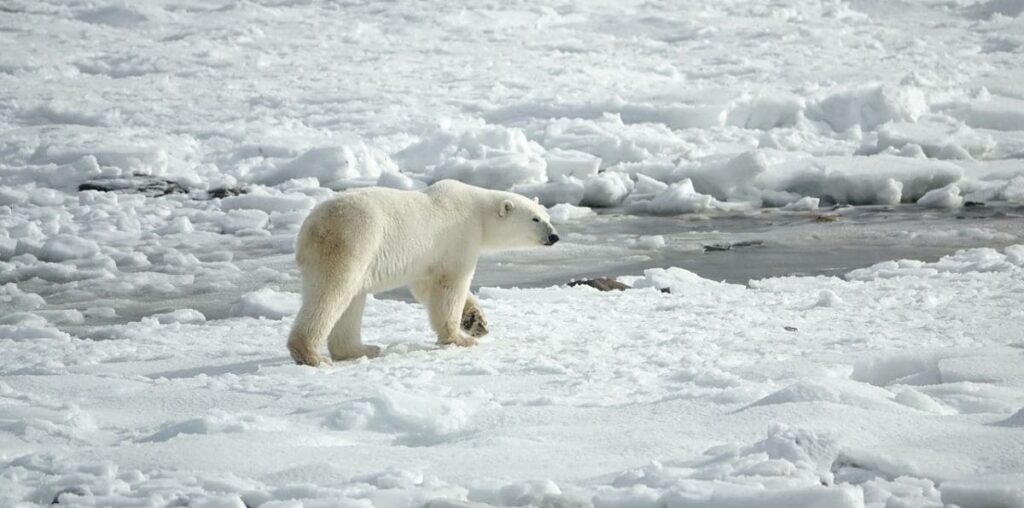 New Study Reveals Weaker Atlantic Current Could Mitigate Arctic Warming