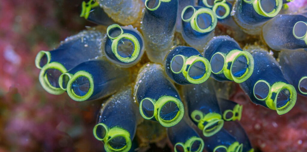 Norway’s new protein source: the sea squirt