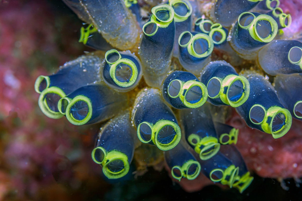 Norway’s new protein source: the sea squirt