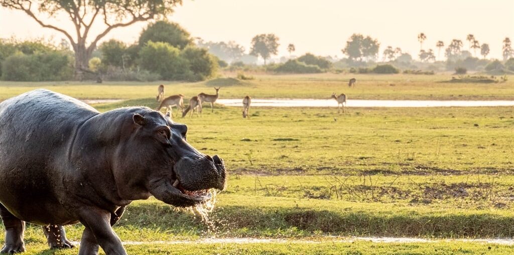 Curious hippos are quintessential Delta, and Moremi is home to hundreds. (Andrew Thompson)