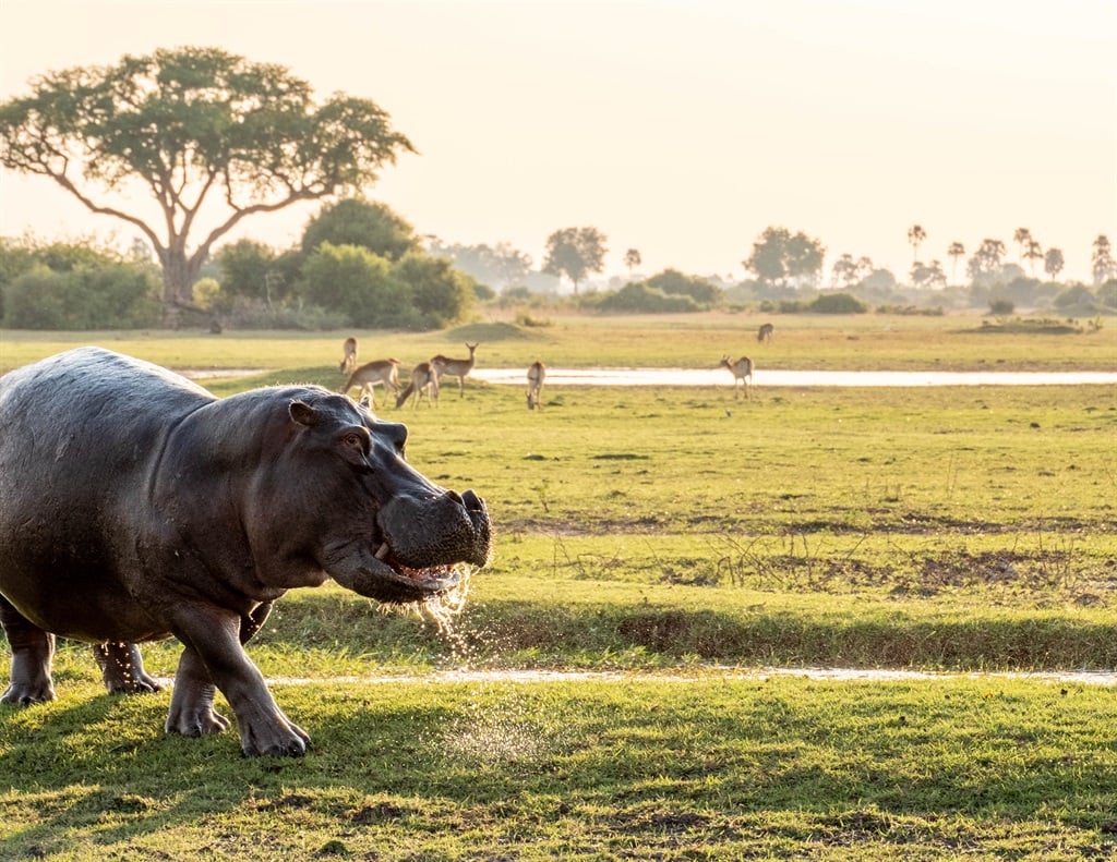 Off-season Okavango wildlife wonder: Moremi’s newest camp offers South Africans sun-soaked delights | Life