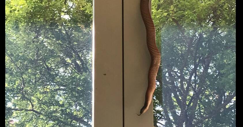 Oh my stars! Snake tries to break into the Mount Stromlo Observatory