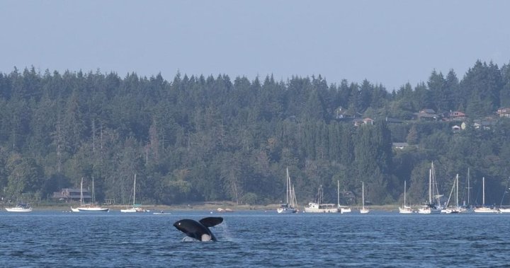 Orcas make ‘grocery’ trip to downtown Vancouver  | Globalnews.ca