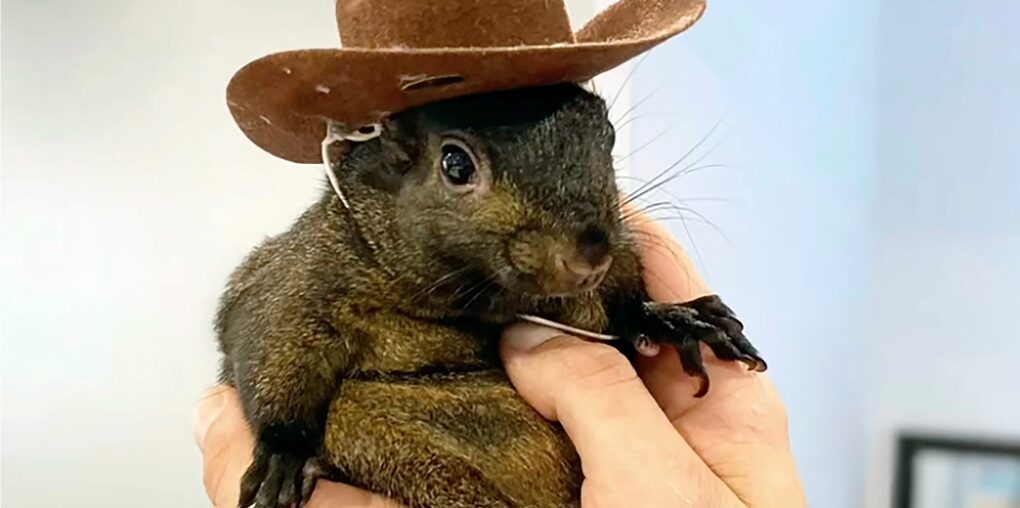 This undated image provided by Mark Longo shows his pet squirrel Peanut that was seized by officers from the state Department of Environmental Conservation, at Longo's home in rural Pine City, N.Y., Oct. 30, 2024. (Courtesy Mark Longo via AP, File)