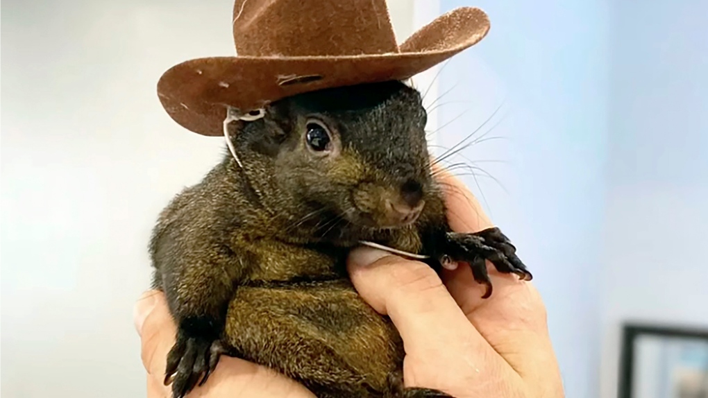 Orphaned squirrel who became social media star was euthanized after being seized from New York home