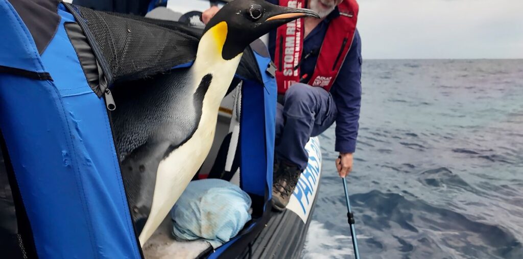 Penguin That Swam From Antarctica To Australia Is Returned To Sea After Exhausting Trip