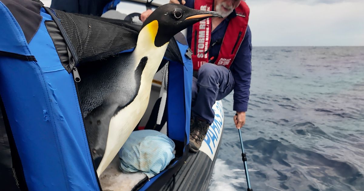 Penguin That Swam From Antarctica To Australia Is Returned To Sea After Exhausting Trip