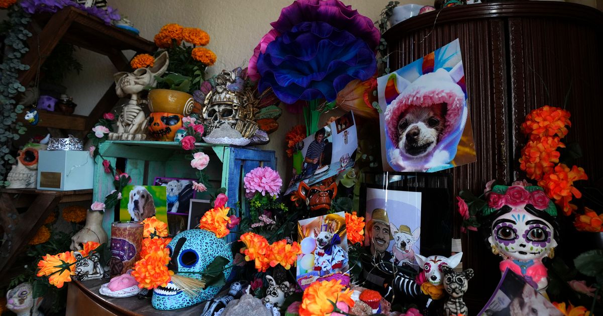 Pets Join Mexico’s Day Of The Dead Celebrations