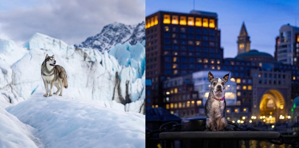 Photographer Travels the World Capturing Dogs in Their Ancestral Homeland