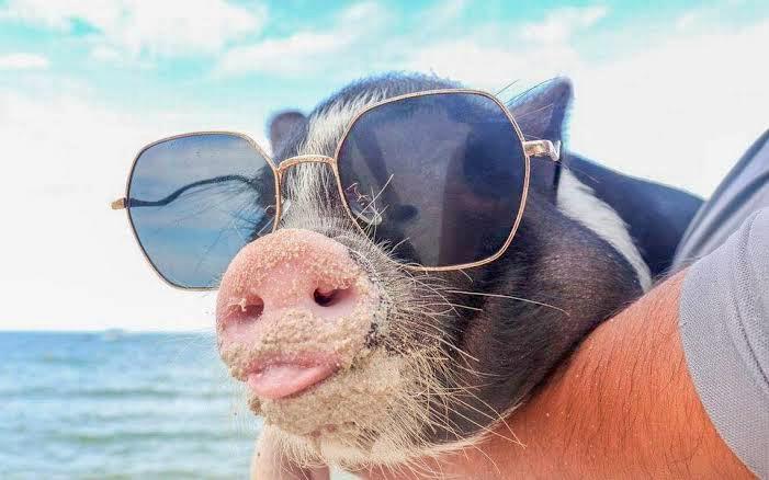 Piglets mysteriously disappear at “Pig Beach” in Progreso – The Yucatan Times