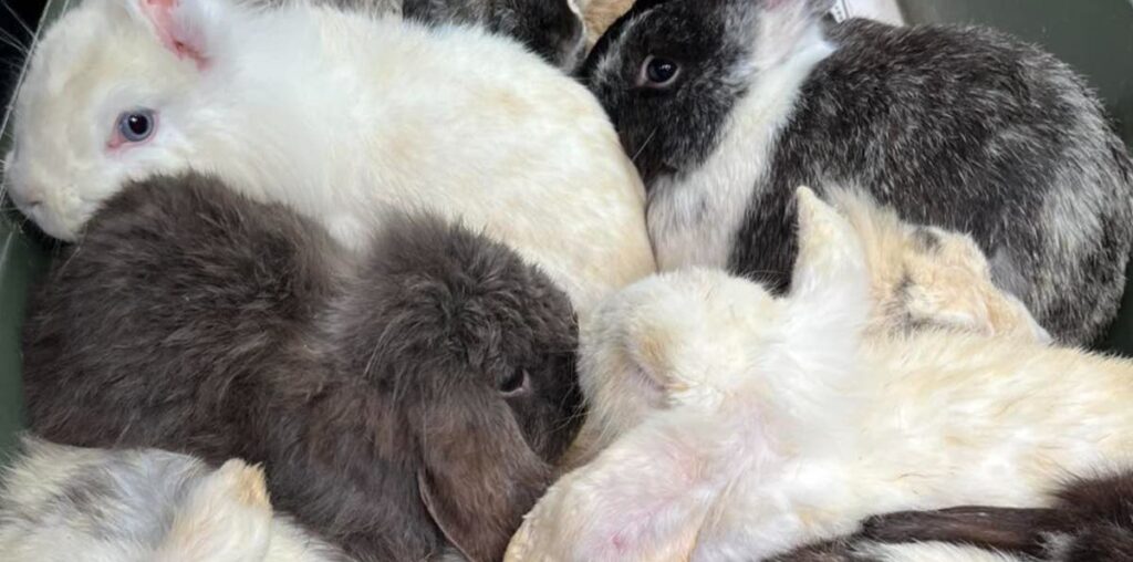 Rabbits found dead without eyes or ears had highly contagious illness