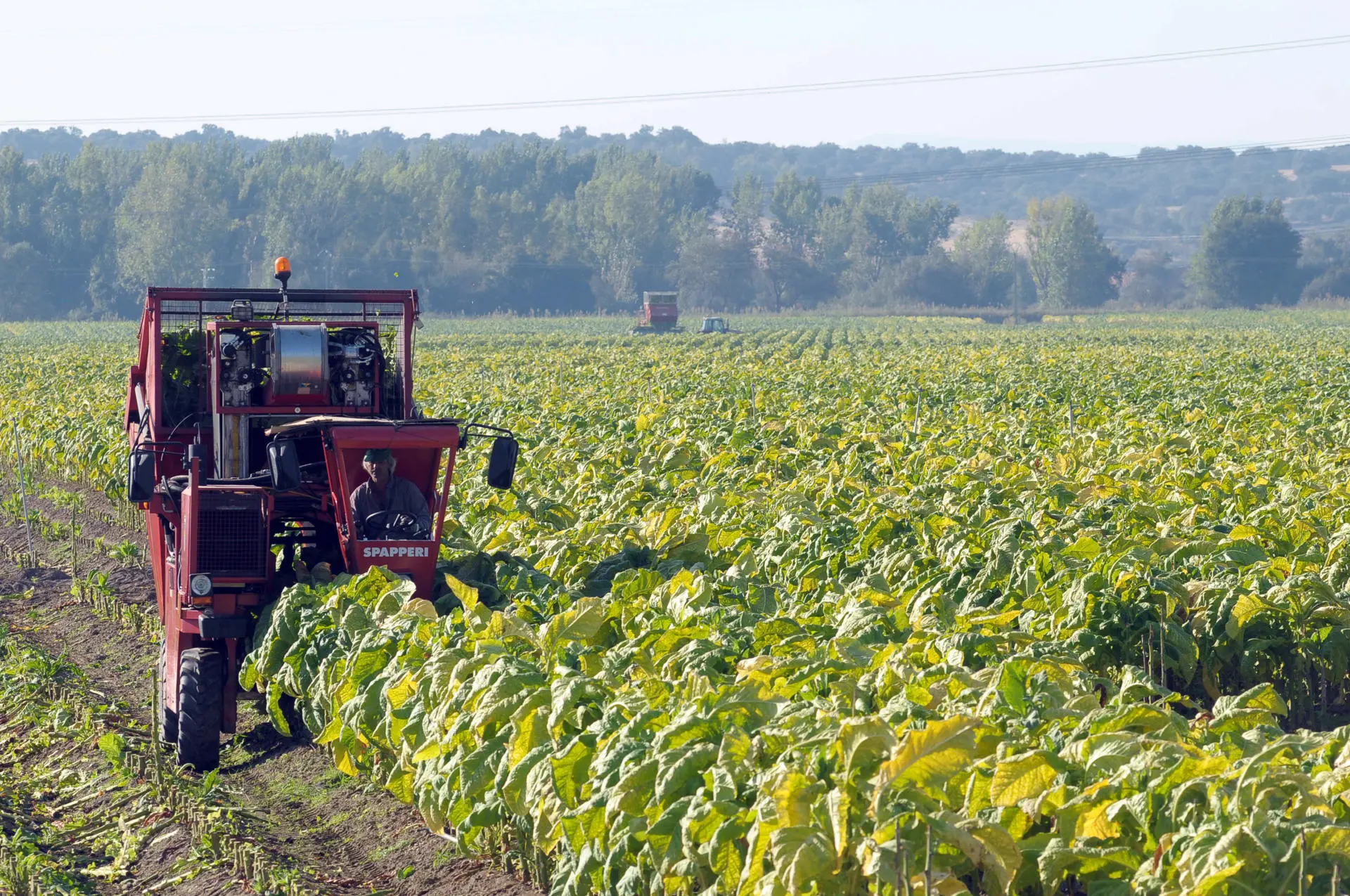 Record Growth in Brazilian Agribusiness: 34 New Markets Opened in October