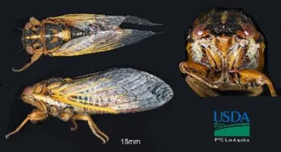 Record Number of “First in the Nation” and “First in the Port” Destructive Pests in Cut Flowers Intercepted by CBP at LAX