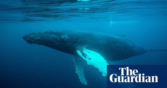 Reduce whale-ship strikes by making 2.6% of ocean surface safer, study says | Researchers identify collision hotspots around world but reveal almost all these lack preventive measures