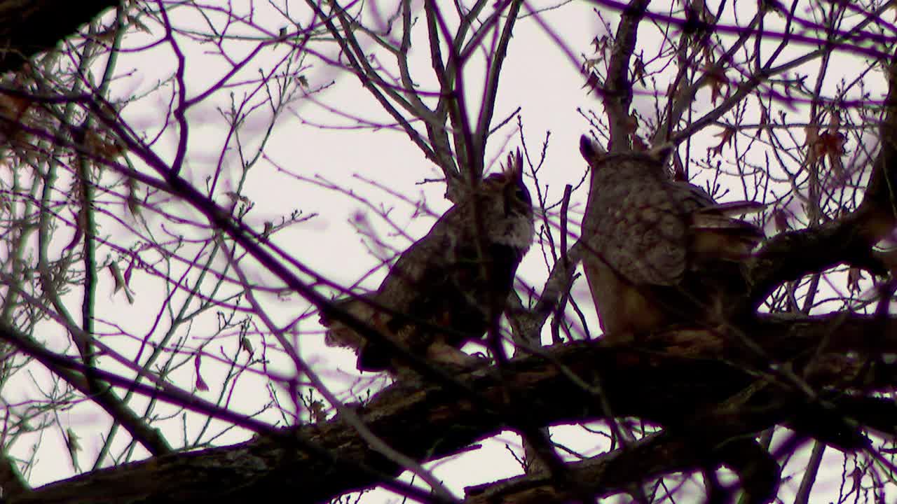 Roberts Bird Sanctuary visitors in Minneapolis urged to stop disturbing the owls