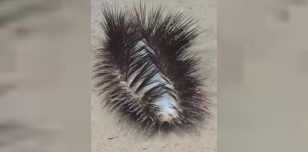 A fuzzy, spiky caterpillar with dark bristles crawls on a light-colored surface. The insect appears segmented, with a mixture of black and white coloring on its body beneath the bristles.