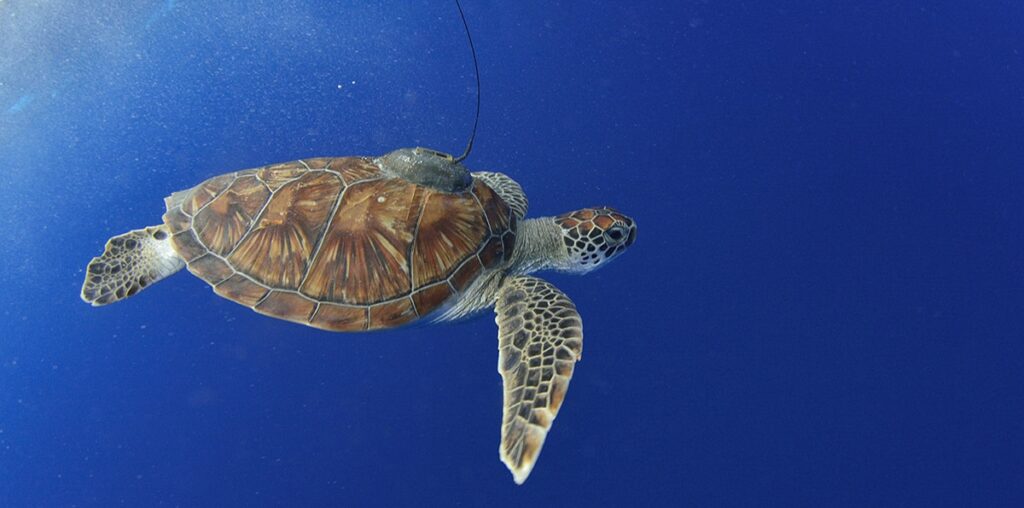 Sea Turtles Can Aid Scientists Map Under-Ocean Seagrass in an Attempt to Conserve Marine Ecology