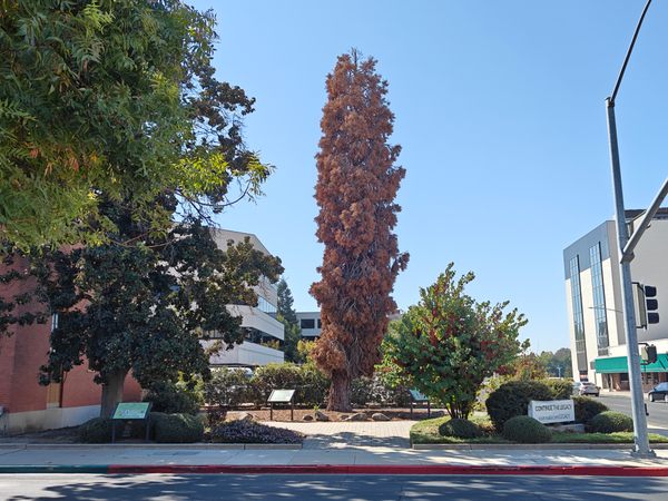 Sequoia Legacy Tree