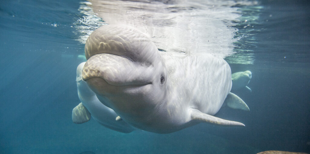 Shedd Aquarium's Holiday House Party Pairs Beats And Belugas