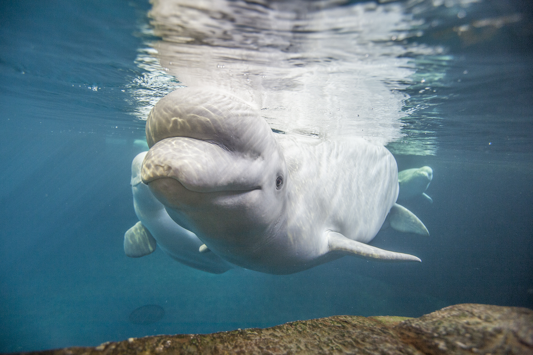 Shedd Aquarium’s Holiday House Party Pairs Beats And Belugas