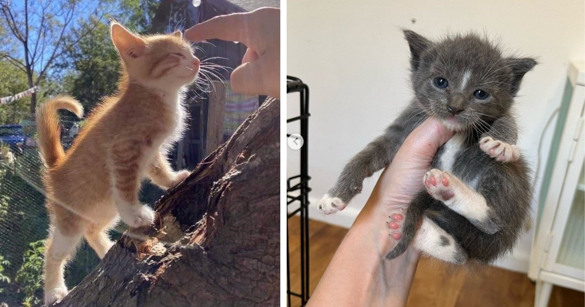 Smol But Mighty Cute: Awwdorable Kittens Sugary Enough To Replace Your Coffee Sweetener