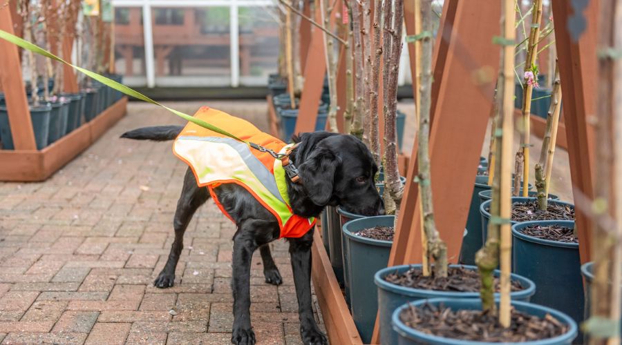 Sniffer dog detects tree disease to help protect UK woodlands  – Farmers Guide