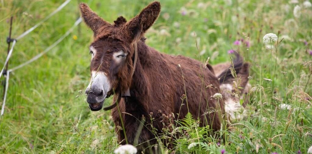 A donkey which bit people has been put down. (Paula Sierra/Getty Images)