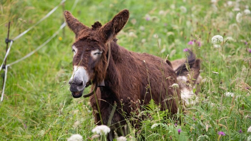 Suspected rabid donkey put down after biting several people in the Eastern Cape | News24