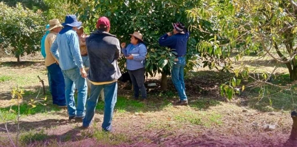 Tenango del Valle registra sus primeros huertos aguacateros libres de plagas