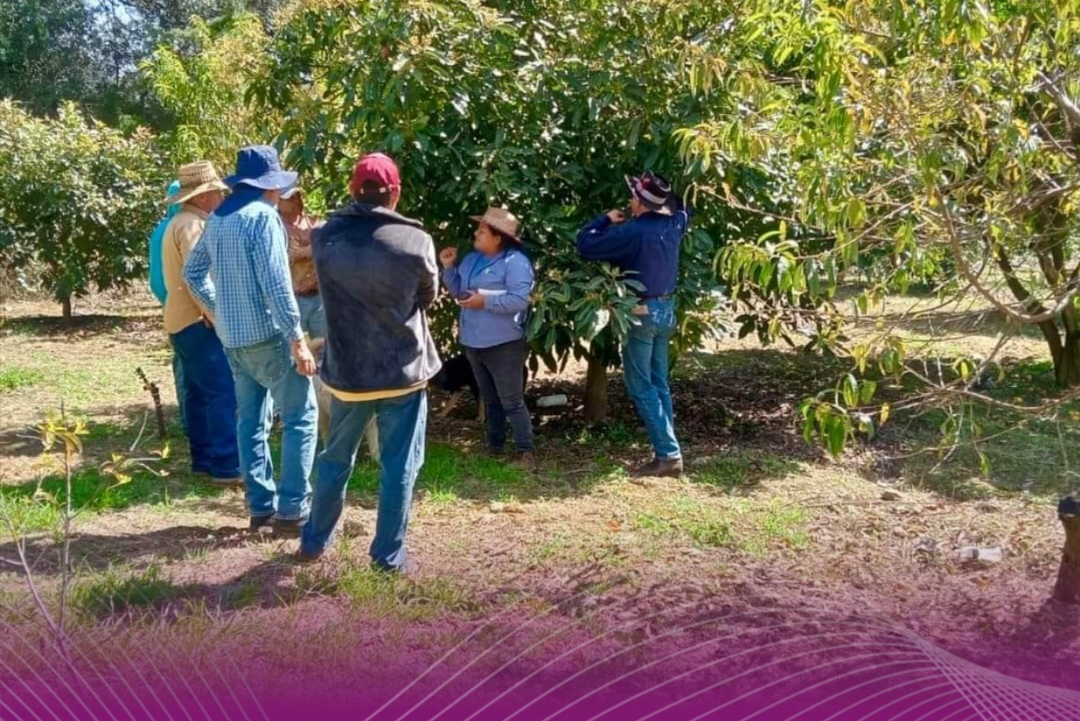 Tenango del Valle registra sus primeros huertos aguacateros libres de plagas