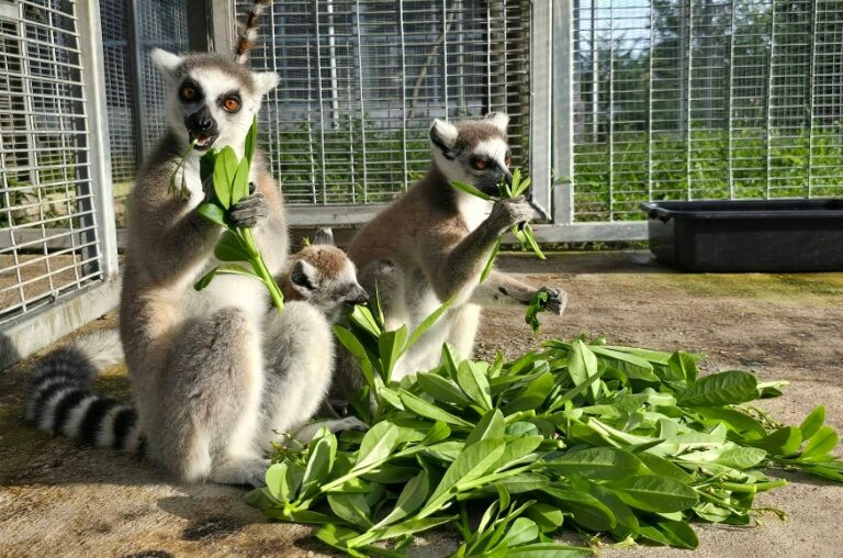 Thailand to return nearly 1,000 trafficked lemurs, tortoises to Madagascar