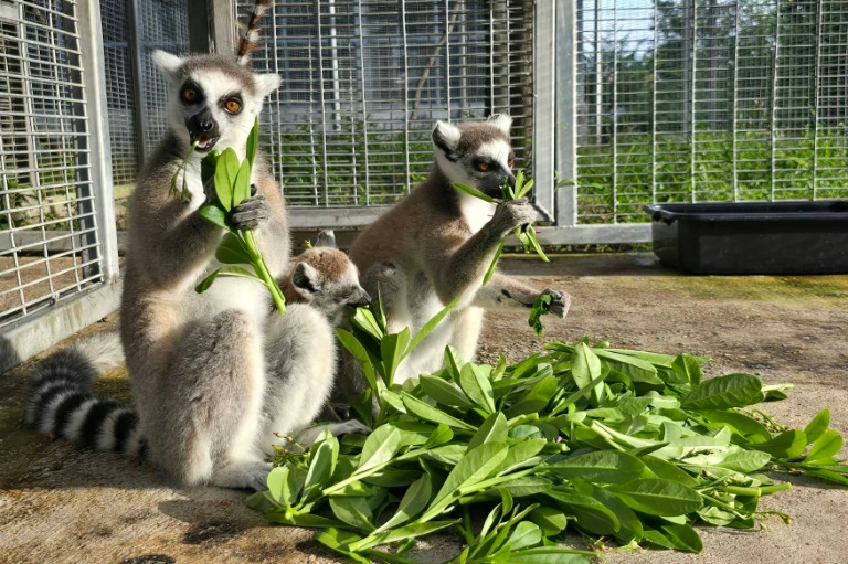 Thailand to return nearly 1,000 trafficked lemurs, tortoises to Madagascar