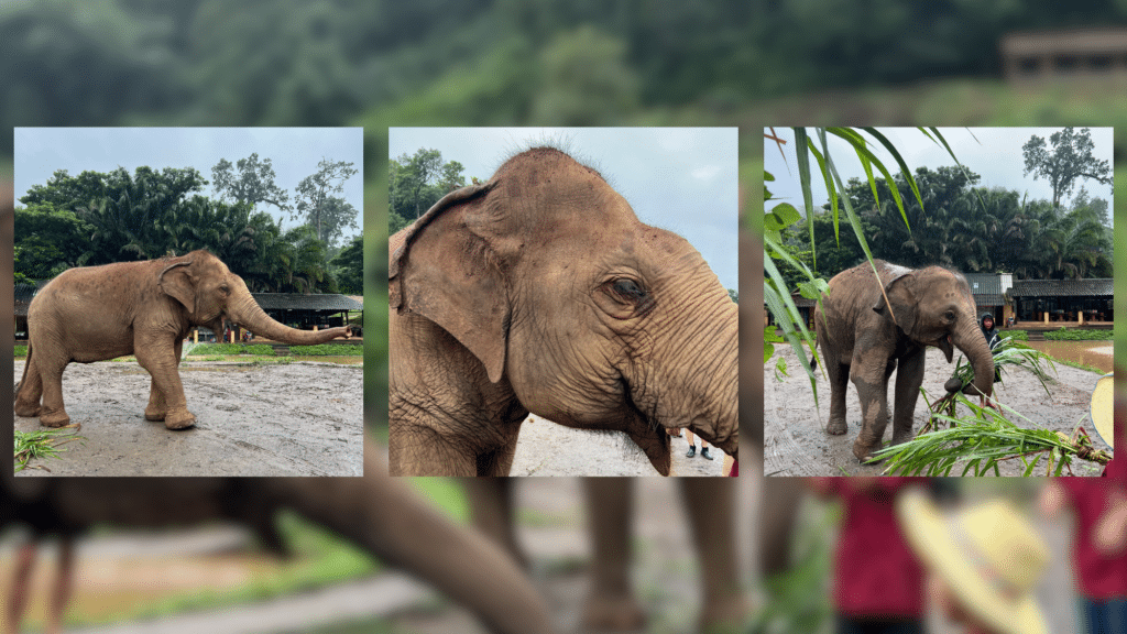 The Chiang Mai experience: Up close with the gentle giants