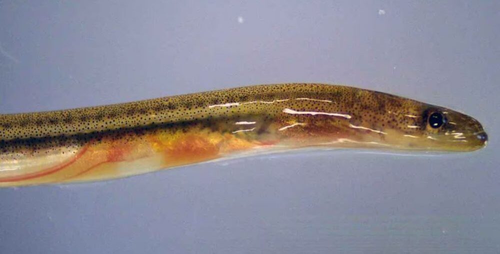 The Incredible Survival Skills of the Japanese Eel