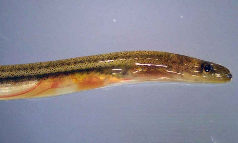 The Incredible Survival Skills of the Japanese Eel