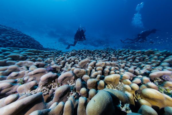 The World’s Largest Coral, a Single Organism, Can Be Seen From Space