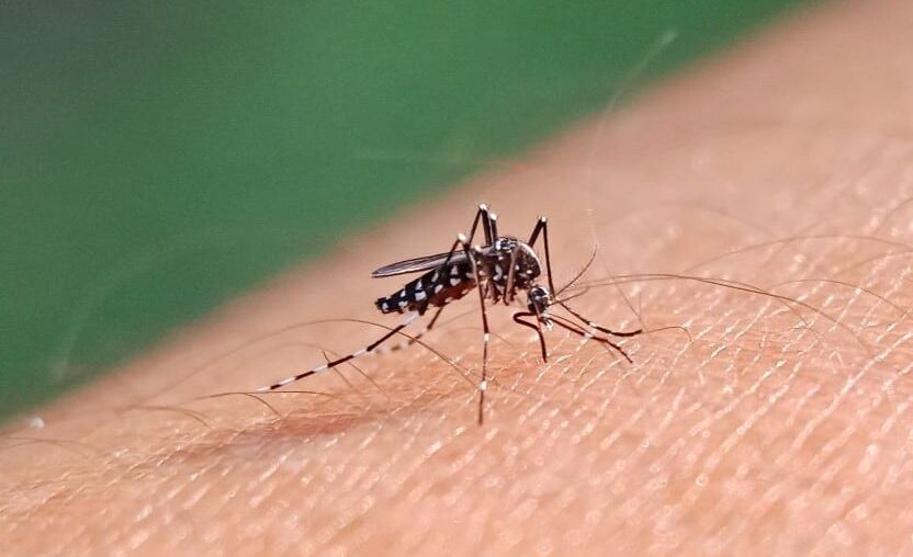 Dengue mosquito