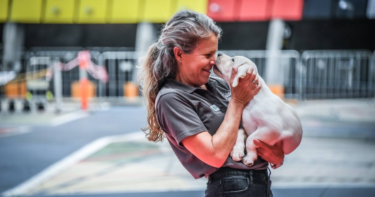 ‘They love their food’: why teaching the next generation of guide dogs is harder than you think