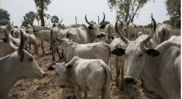 Thieves cart away cows meant for church harvest celebration