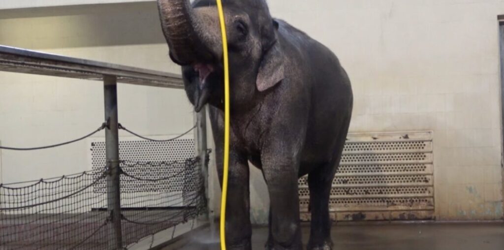 This elephant figured out how to use a hose to shower